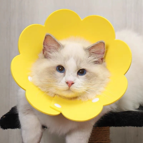 Vòng cổ chống liếm cho chómèo ⚡ Hình bông hoa ⚡ Loa đeo chống liếm cho chó mèo thú cưng