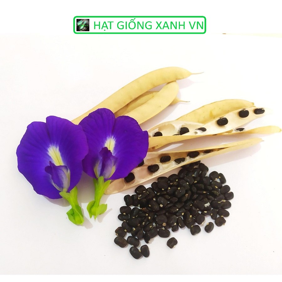 [Seeds] Hạt giống Hoa Đậu Biếc đóng gói 1gr- 2gr