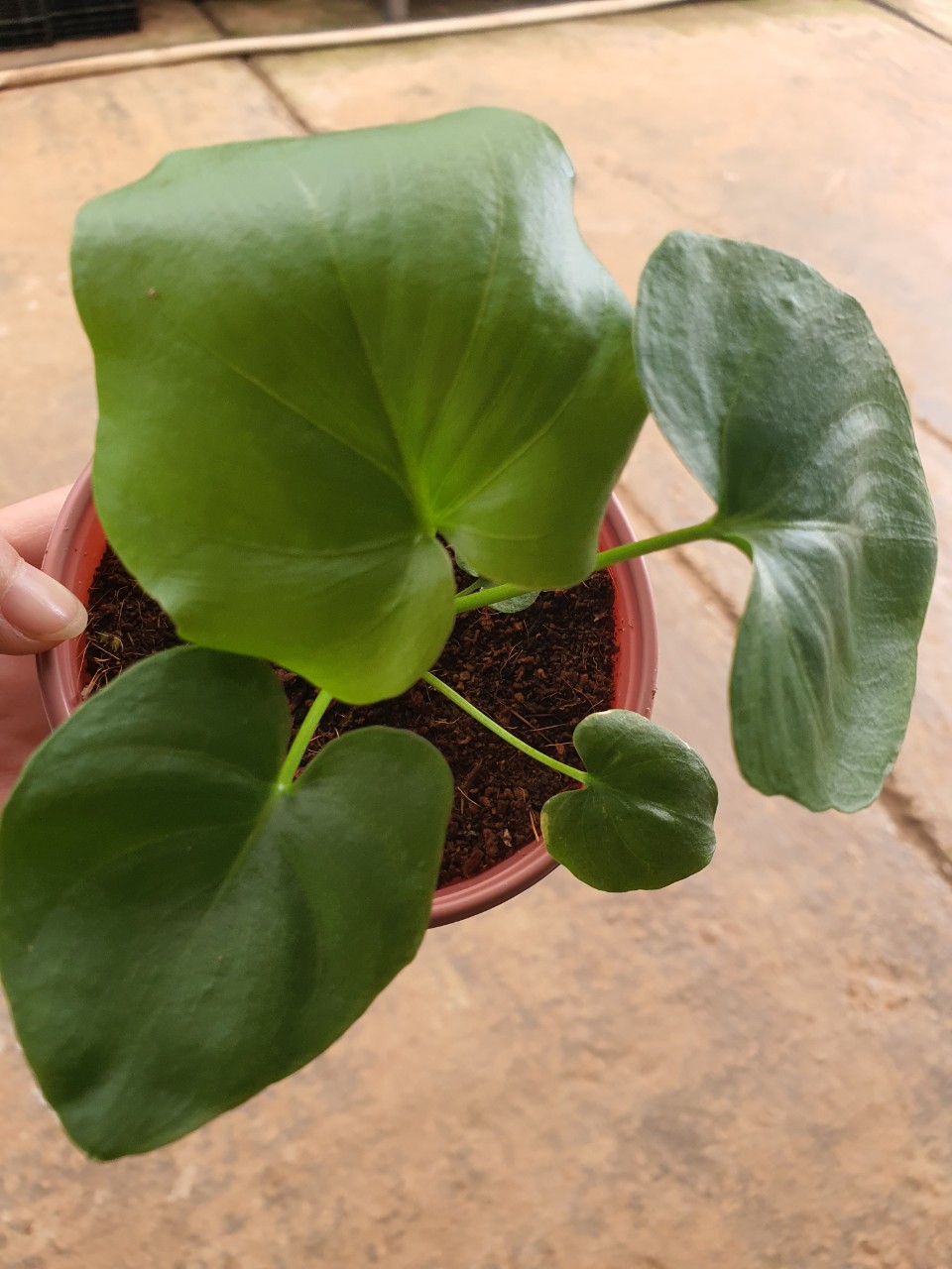 Trầu bà thanh xuân cây con