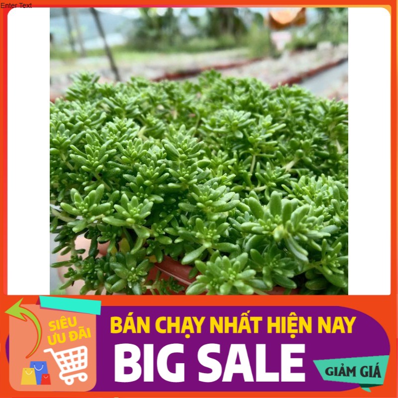 Sen Đá Sedum Xanh Size Trung, Xuất Xứ Đà Lạt, Lỗi 1 Đổi 1 💪
