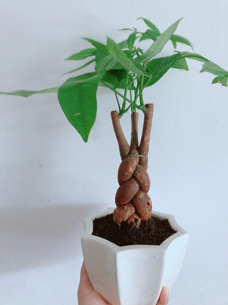 Chậu kim ngân thắt bím 3 thân