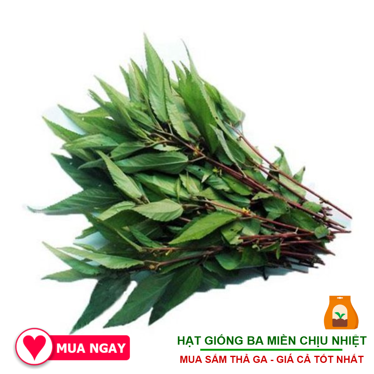 Hạt Giống Rau Đay Xanh, Đỏ - 20Gram