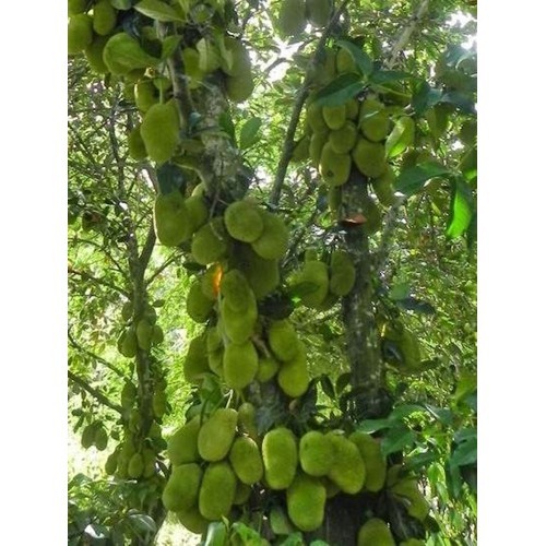 CÂY GIỐNG MÍT TỐ NỮ
