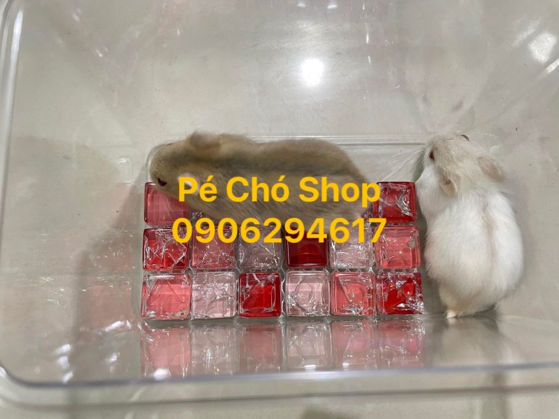 Thảm đá nhỏ làm mát mùa hè cho Hamters và thú cưng nhỏ .