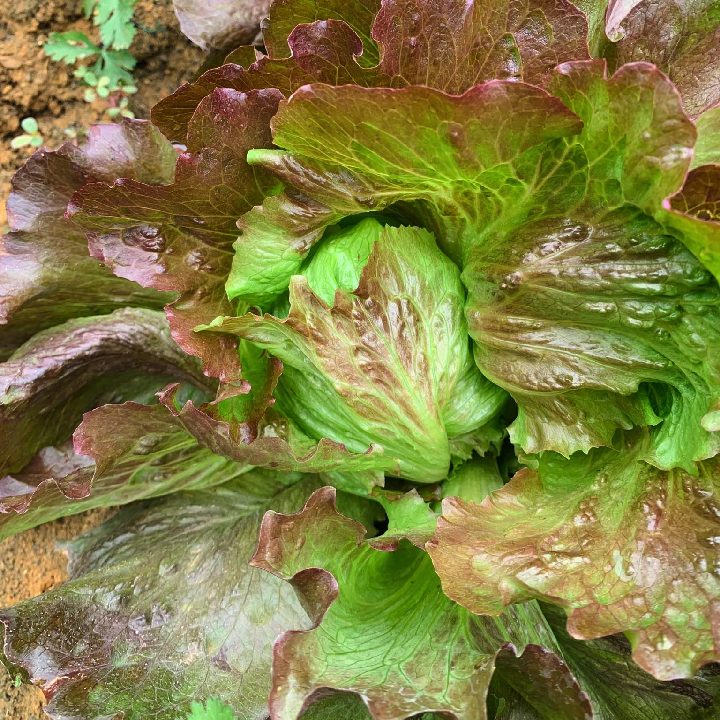 Gói 1 gam hạt giống xà lách Iceberg tím giòn ngọt