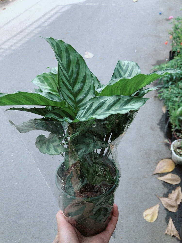 Cây đuôi công sọc xanh