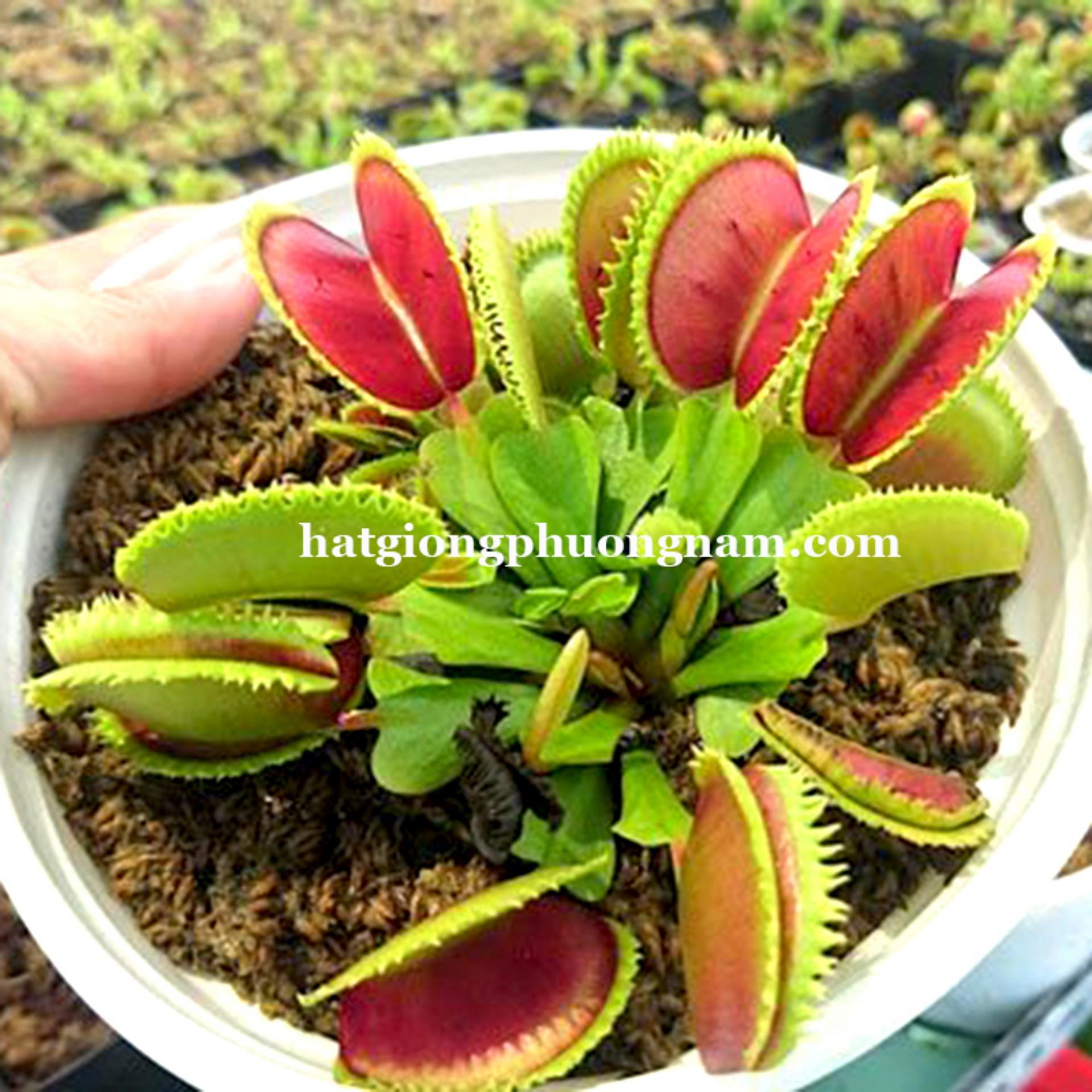 10H - HẠT GIỐNG CÂY ĂN THỊT BẮT MỒI BẪY KÉP