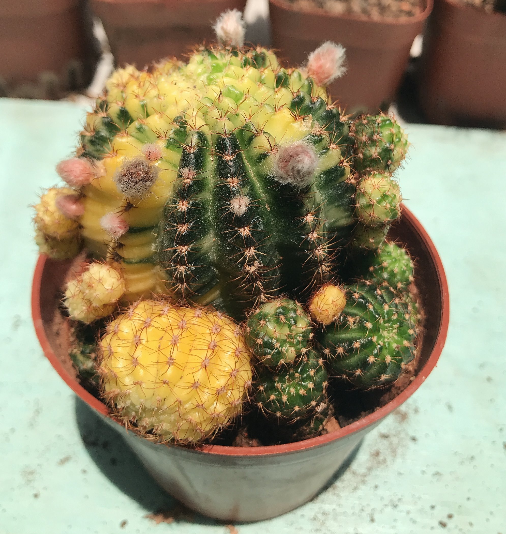 Xương rồng lobi lem - hoa đỏ