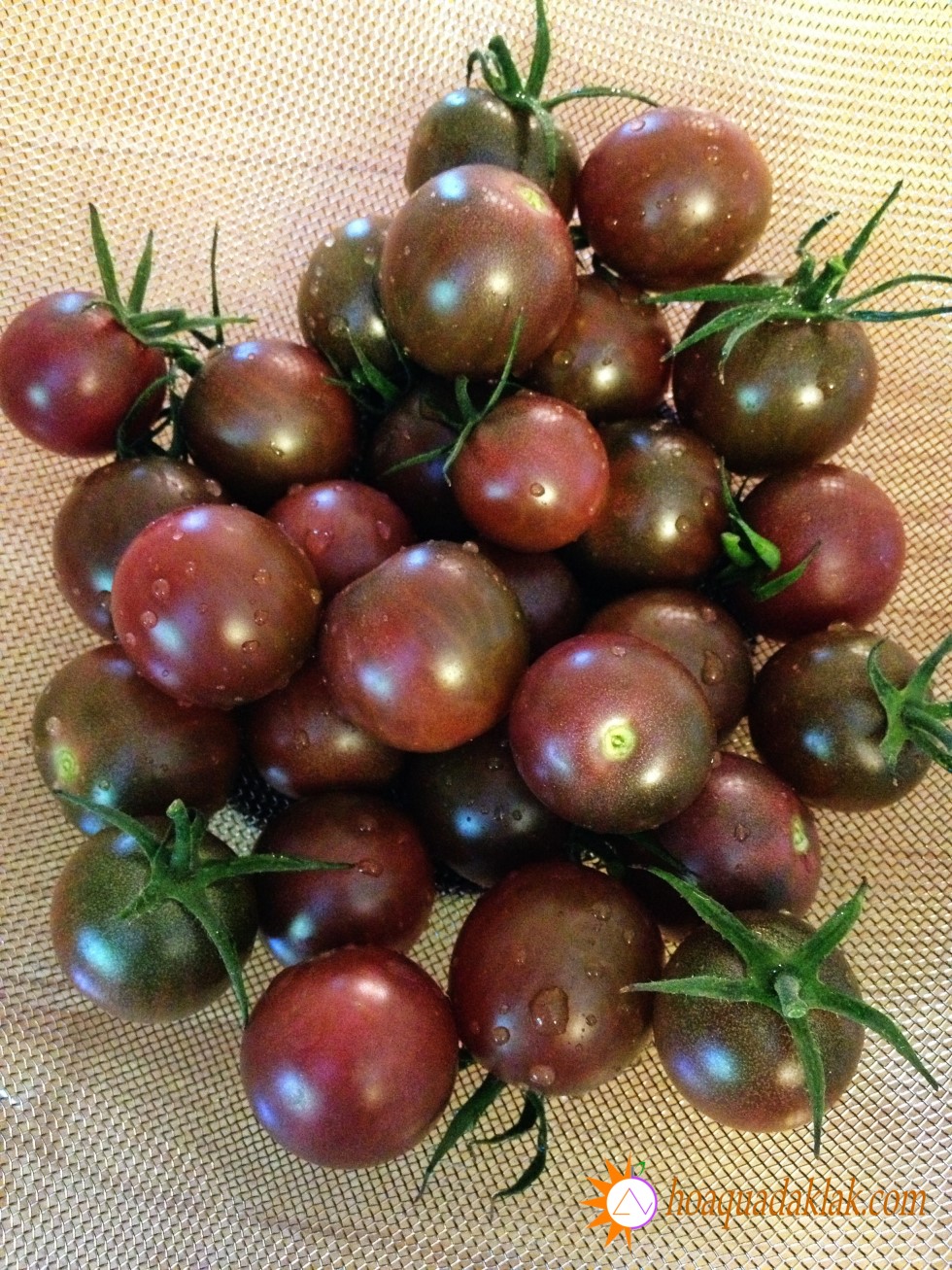 Chocolate Cherry Tomato Seeds - Pack of 30 Seeds