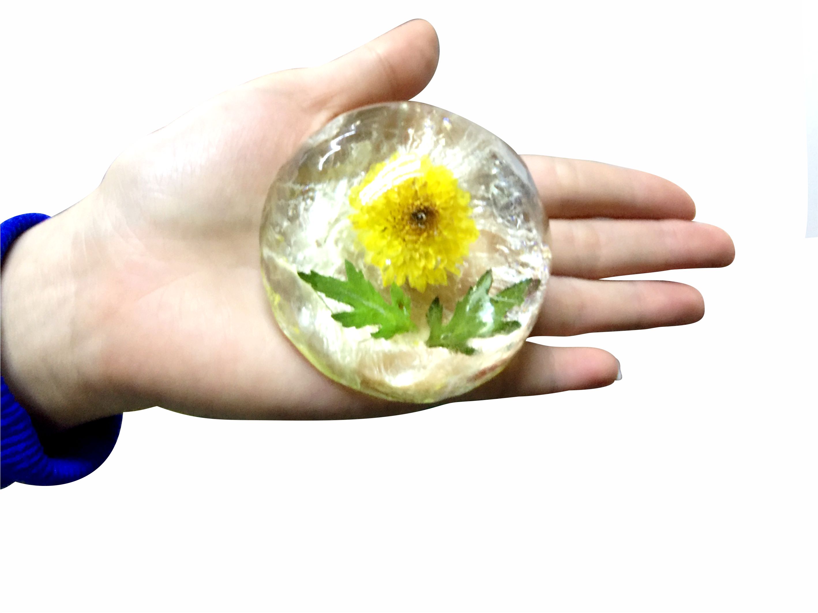 xà bông trong suốt / Chrysanthemum