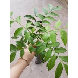 Combo 2 cây giống móc mật cam kết chất lượng (tặng 2 cây quế giống)