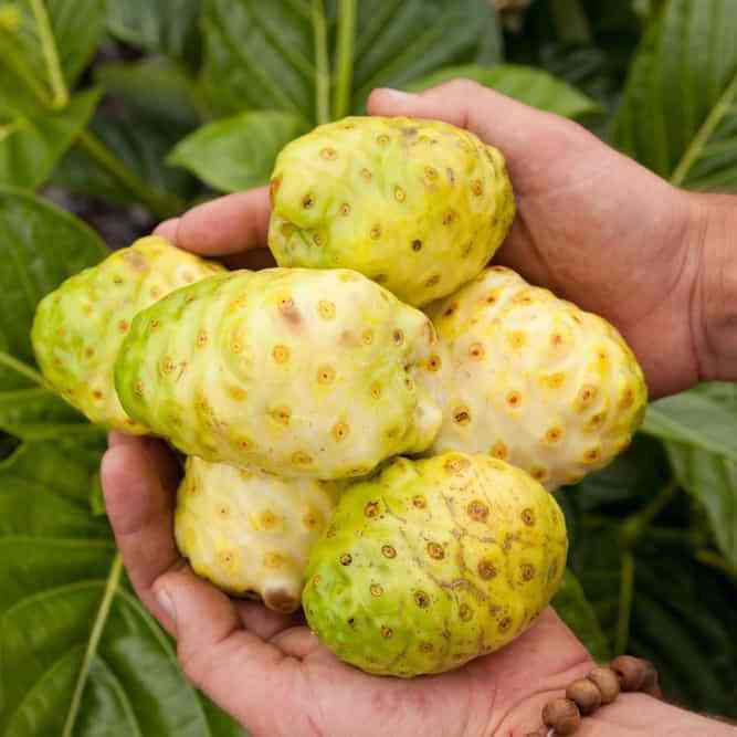 Viên Nhàu Tâm Hữu Dũng (Noni Pill) [흐엉타잉] 노니 환 / 250g