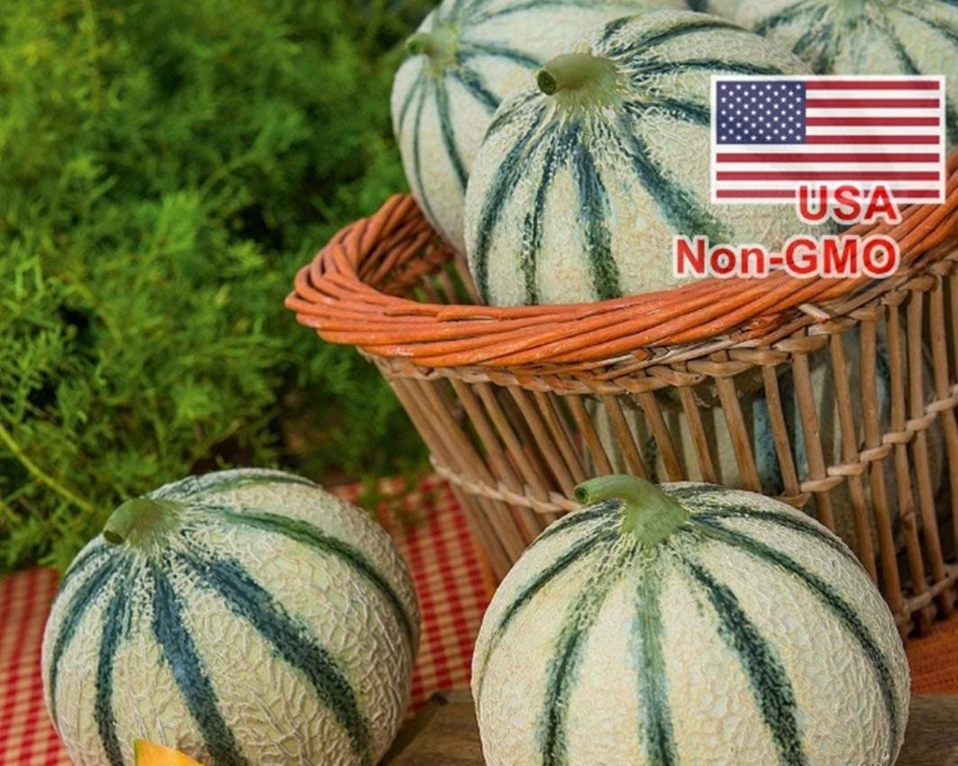 Hạt giống dưa lê siêu ngọt bạch ngọc - Gói lớn nhiều hạt - Tặng gói kích nảy mầm