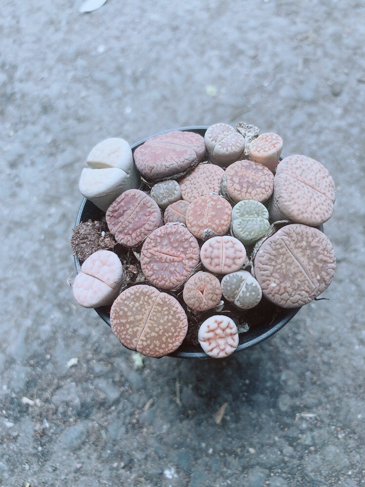 Chậu Cây Thạch Lan (lipthop - hoa sỏi)