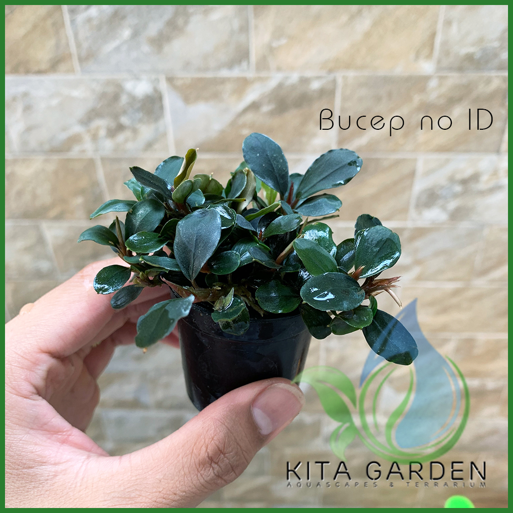 Bucep Tím | Bucephalandra TM | Cây Thủy Sinh Giá Thể