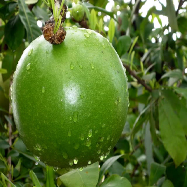 Cây giống cây đào tiên , cam kết chuẩn giống