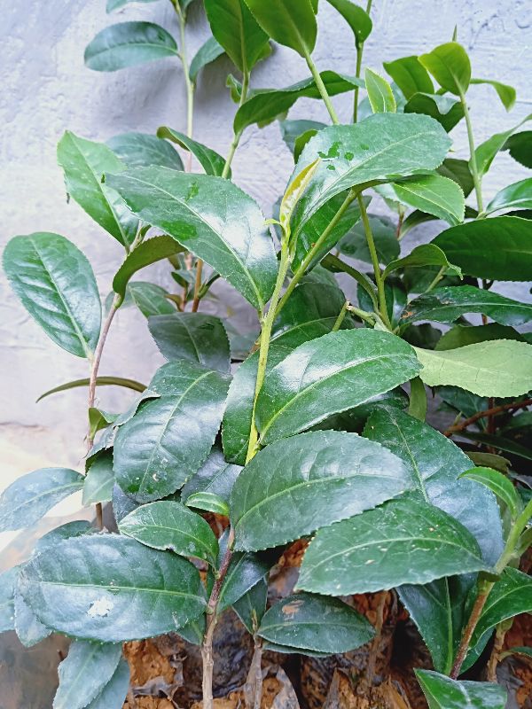 Cây giống Chè Shan Tuyết