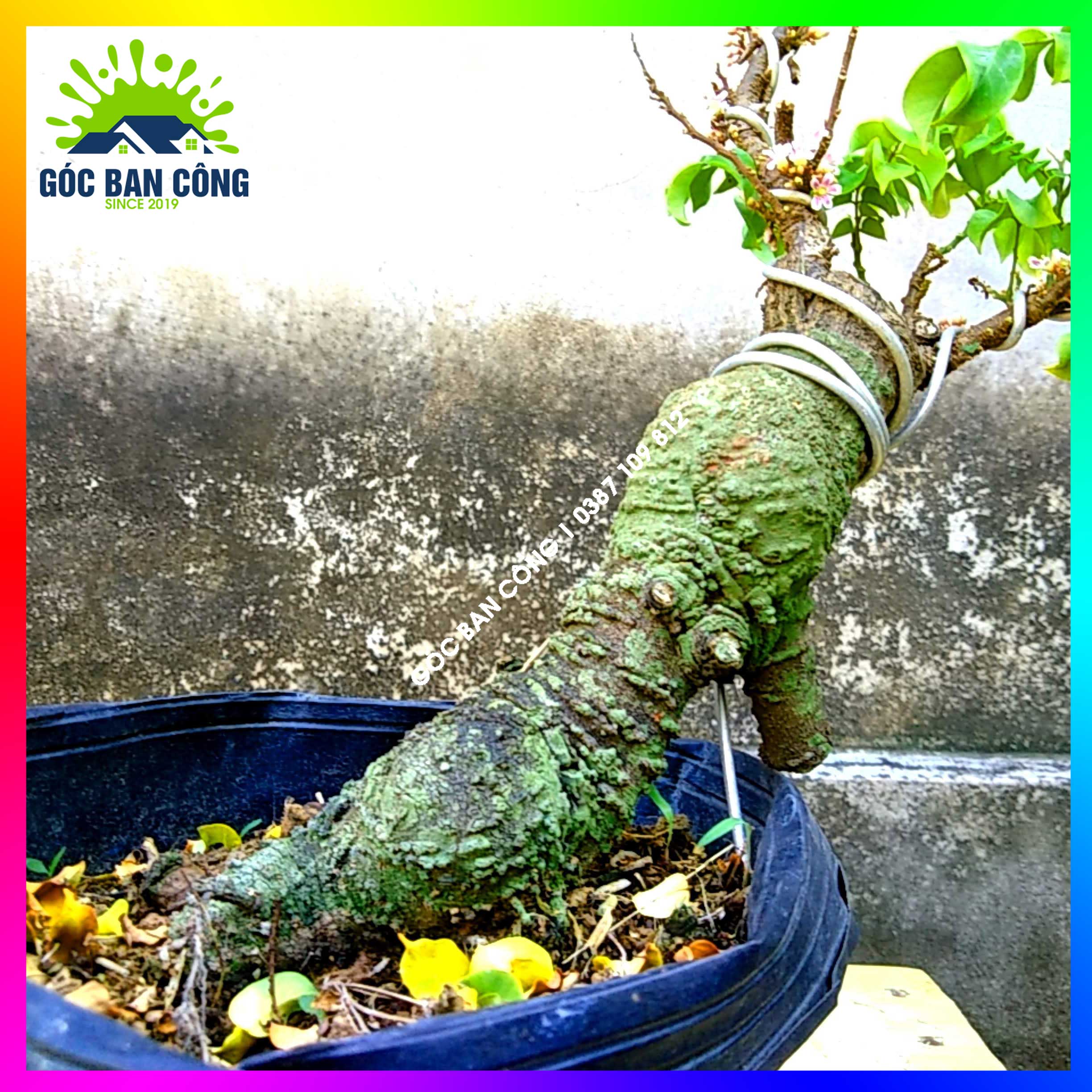 Cây Khế Bonsai Mini Gốc Quái - KBS12