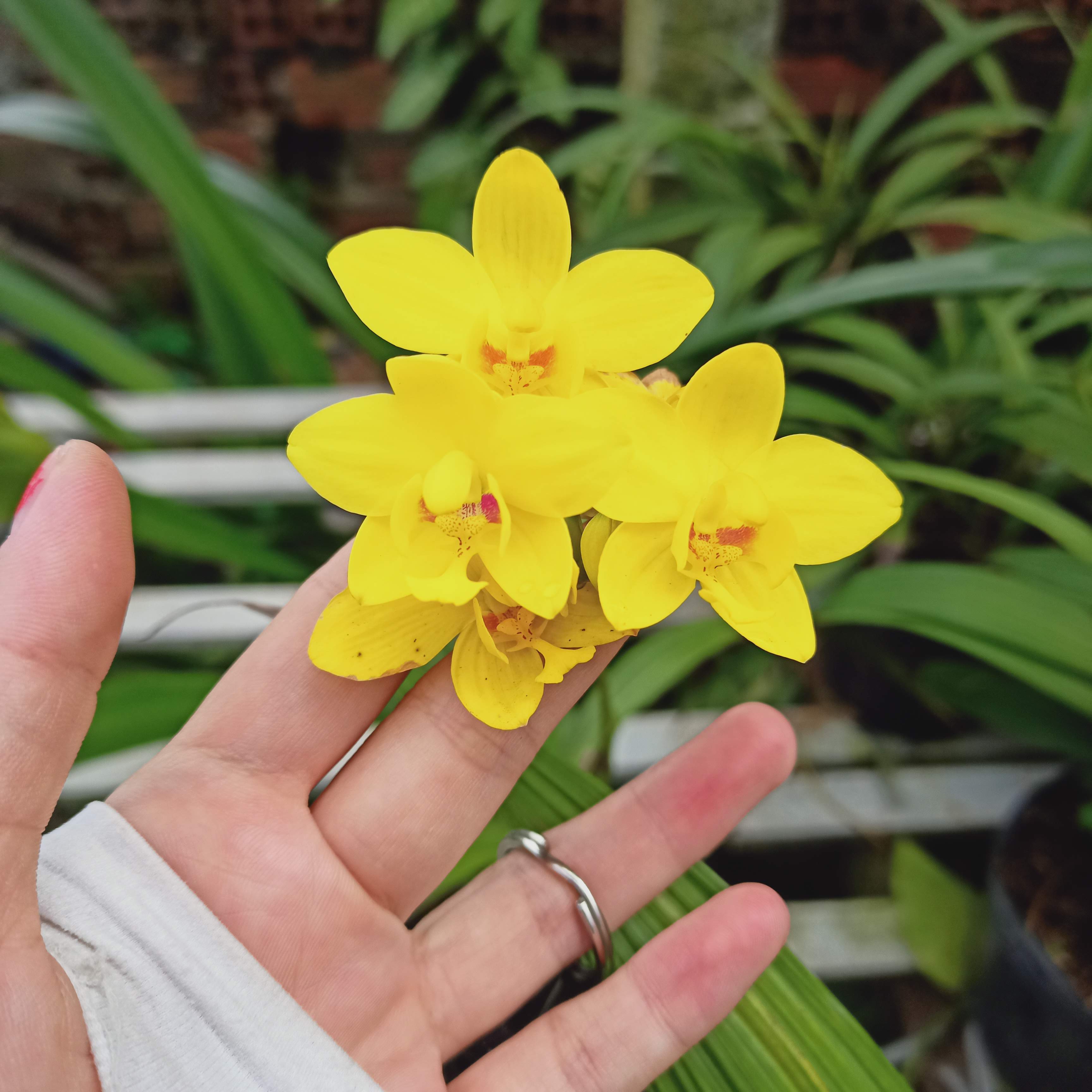 Cây địa lan chu dinh hoa màu vàng, lan lá cau - đang nụ hoặc đang hoa - Spathoglottis plicata - Summer Garden