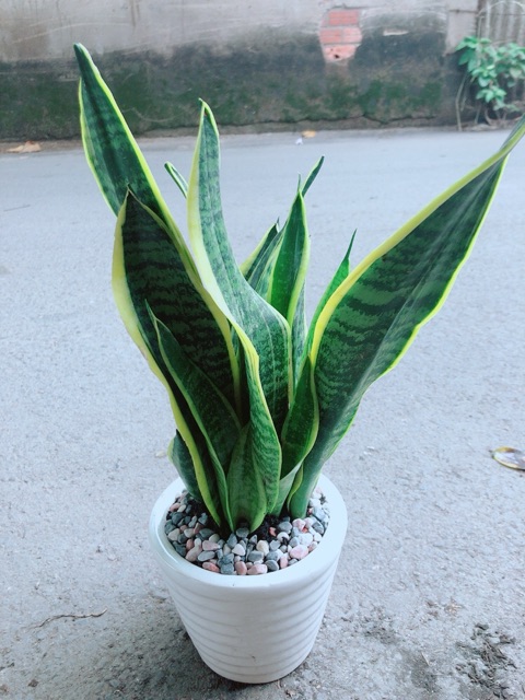 [HCM]Chậu Cây Lưỡi Hổ