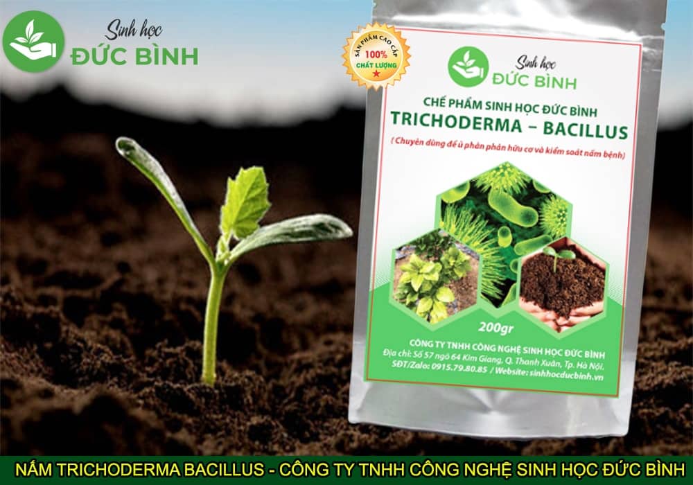 TRICHODERMA BACILLUS - CHẾ PHẨM SINH HỌC CHUYÊN Ủ PHÂN HỮU CƠ VÀ KIỂM SOÁT NẤM BỆNH