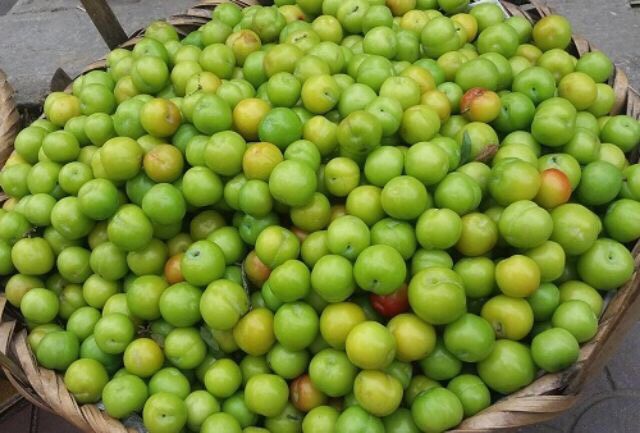 Cây Giống Mận Cơm.(Lạng Sơn)Cây Đẹp