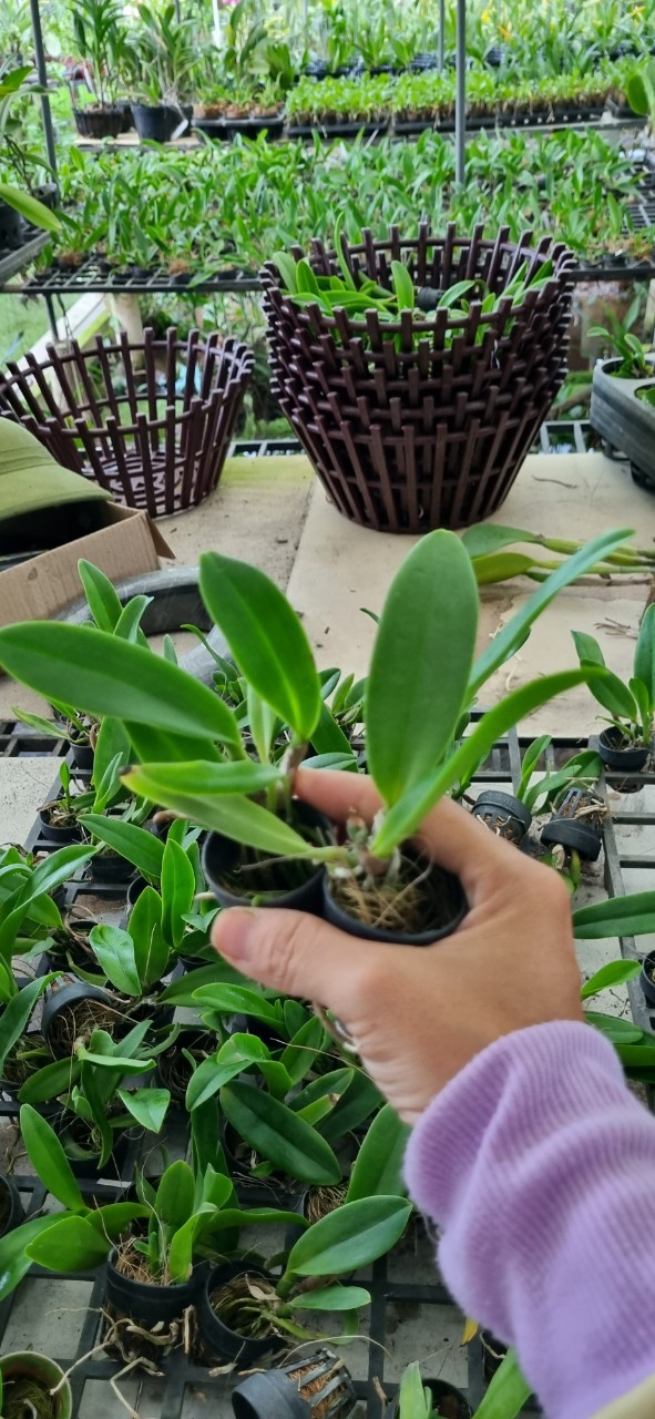 HOA LAN CATT MÃ 455 CÂY GIỐNG Cao 7-12Cm