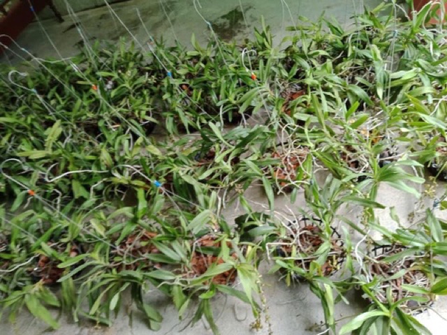 Phong lan quế tháng 4 Điện Biên (giò)