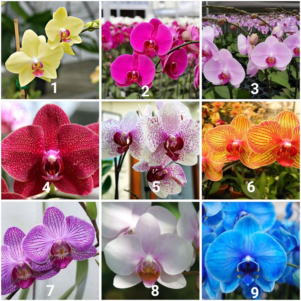 Lan Hồ Điệp đang Nụ hoa