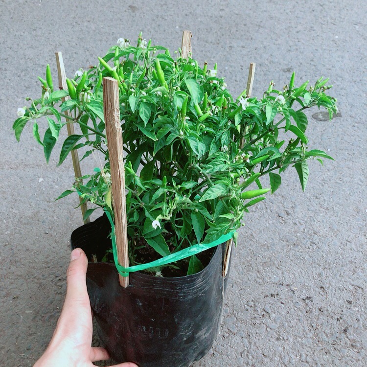 Cây ớt hiểm
