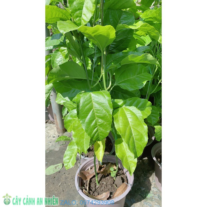 Cây Chanh Dây
