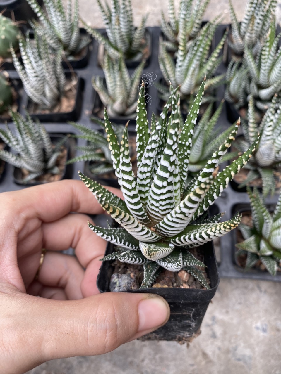 Xương rồng móng rồng , móng cụp giá rẻ.