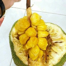 Giống mít tứ quý