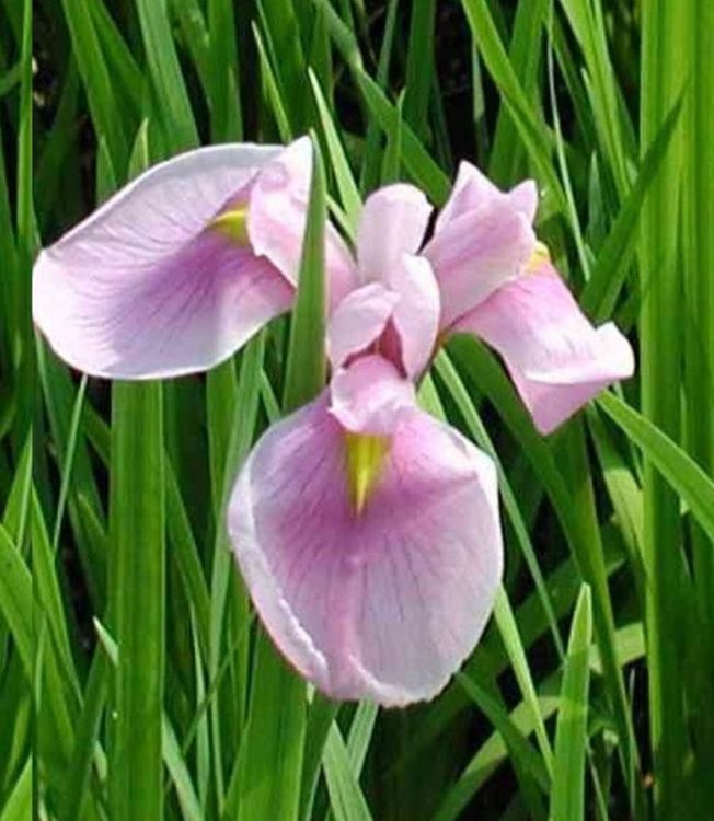 Hạt giống hoa Diên vĩ Hồng (Iris Hồng ) - Gói 10 hạt