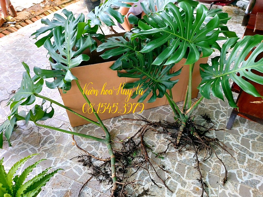 Trầu Bà Nam Mỹ