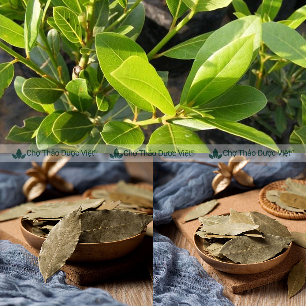 Lá nguyệt quế 100g, lá bay leaves và 20 loại gia vị hương thảo, húng quế, kinh giới, mùi tây, thì là
