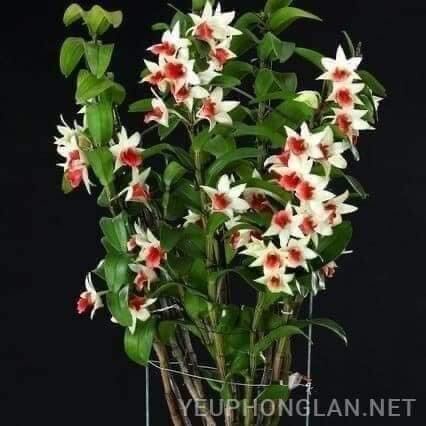 Hoa Lan đột biến nhất điểm Hồng (1 bó hình cuối)