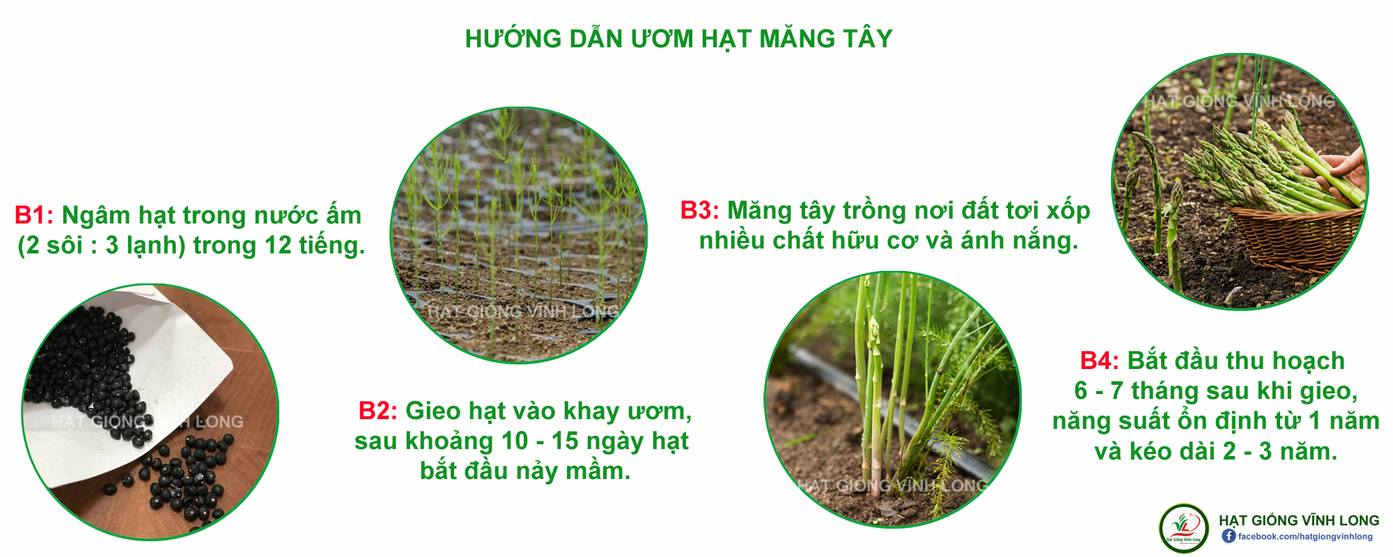 Hạt giống Măng tây xanh RD 636 - 0,2g