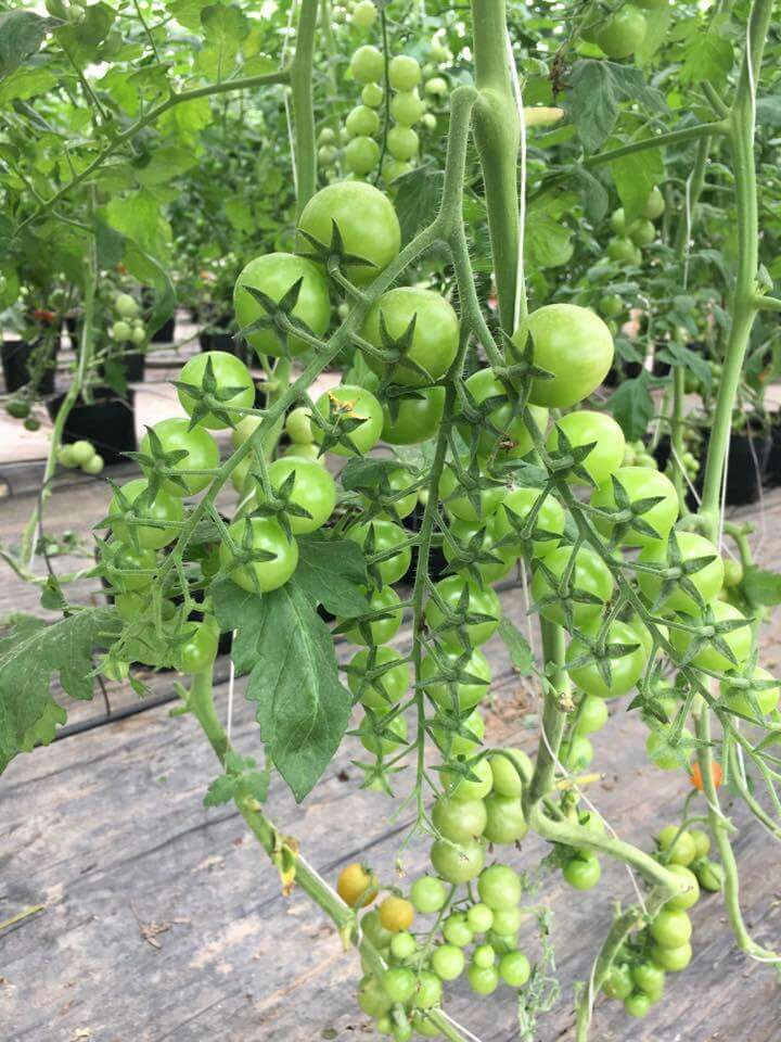 Hạt giống cà chua bi dây vàng cherry ( gói 30 hạt kèm gói kích thích hạt nảy mầm )