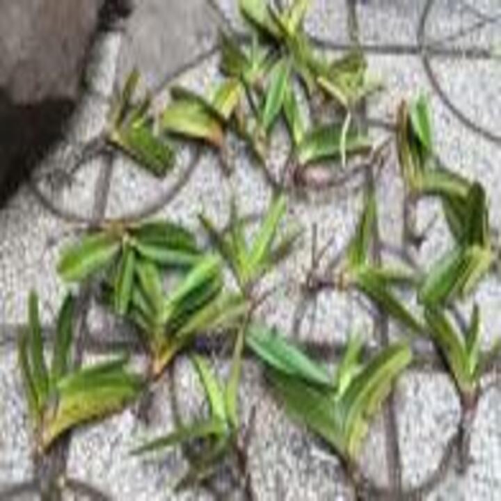 4 CÂY Lan rừng QUẾ TÍM