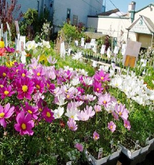 Hạt giống hoa Sao Nhái (100 hạt)