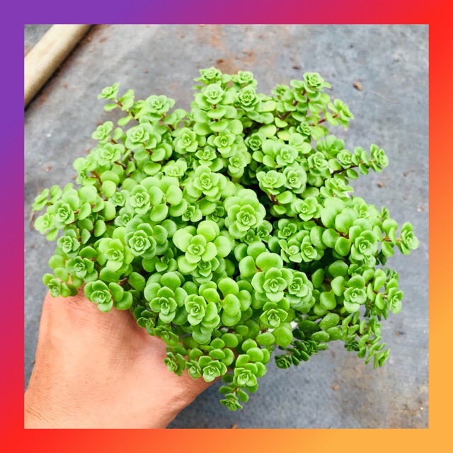 SEN ĐÁ SEDUM VẢY CÁ SIZE TRUNG BÌNH LỖI 1 ĐỔI 1