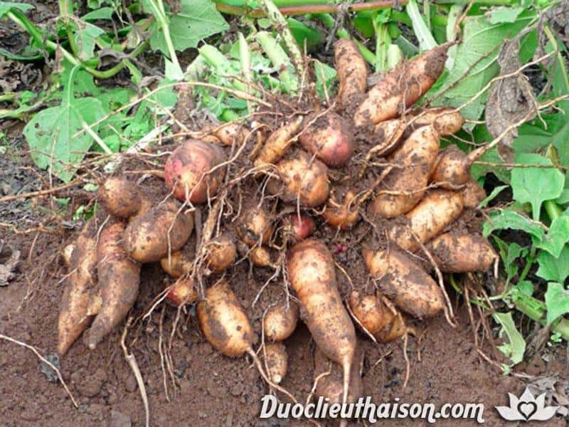 Hạt Giống Sâm Đất ( Thổ Sâm )  - Gói 20 hạt