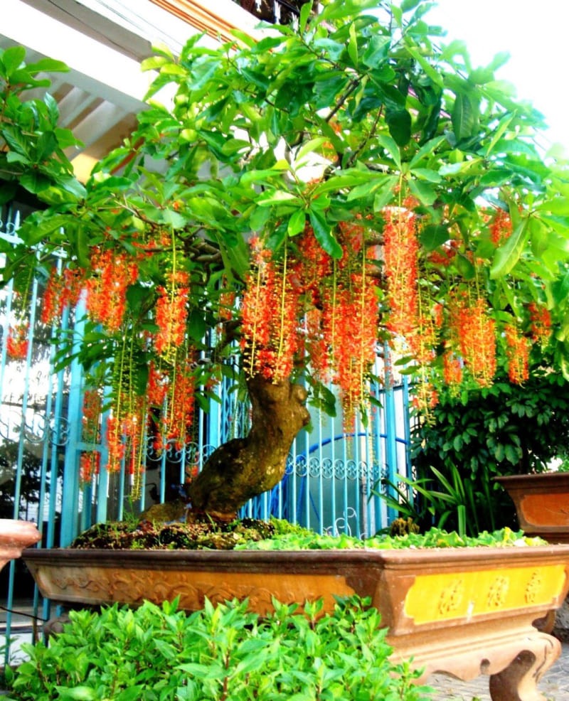 Cây lộc vừng giống cao 1m