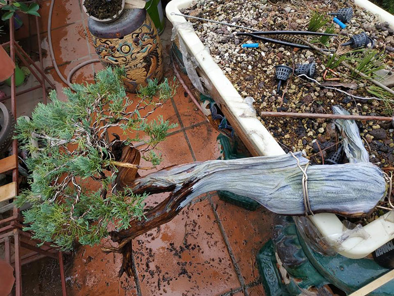 Bôi lũa bonsai màu trắng 500ml