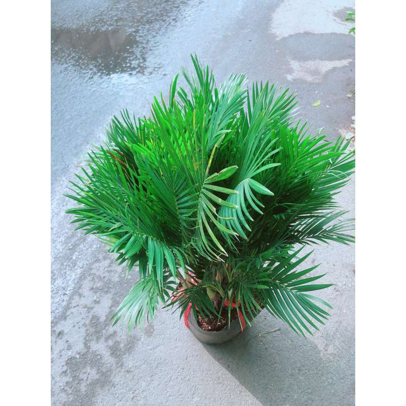 Cau Kiểng Hàng Đẹp