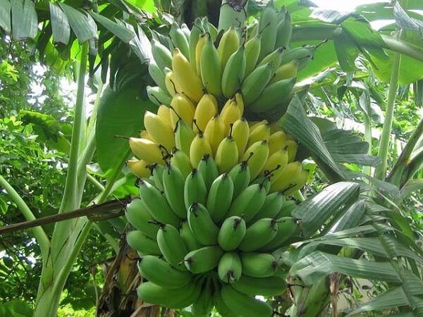 Cây giống chuối Mốc [ Chuối sứ, chuối Xiêm ]