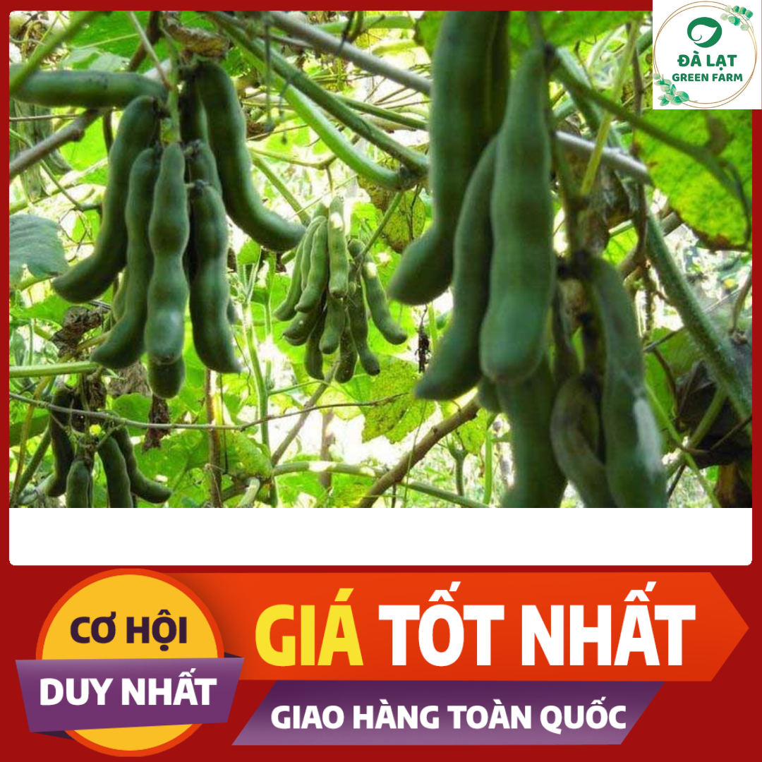 5H_HẠT GIỐNG ĐẬU ME (DỄ TRỒNG)