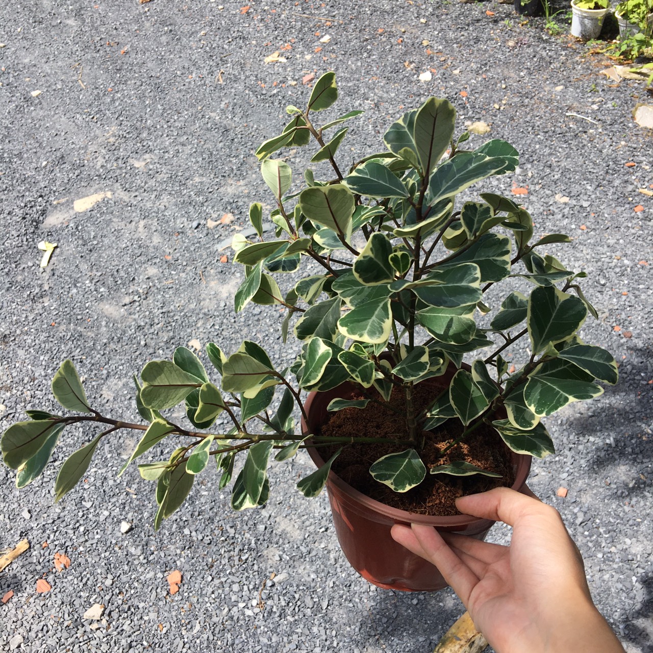 Chậu cây Bàng Lá Tim Cẩm Thạch - Cây để bàn (Ficus deltoidea Jack f. Variegata)