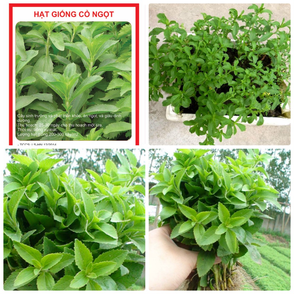 "Gói 50 "Hạt giống cây cỏ ngọt [Seeds]